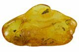 Two Detailed Fossil Ants (Formicidae) In Baltic Amber #128325-1